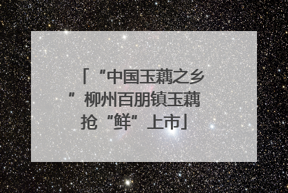 “中国玉藕之乡”柳州百朋镇玉藕抢“鲜”上市