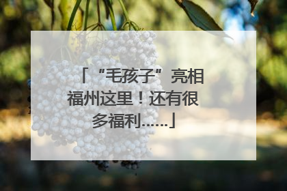 “毛孩子”亮相福州这里！还有很多福利……