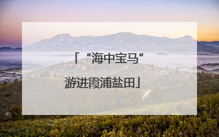 “海中宝马”游进霞浦盐田