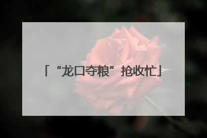 “龙口夺粮”抢收忙