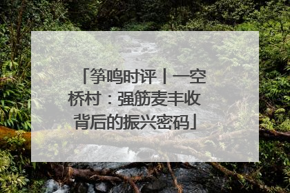 筝鸣时评丨一空桥村：强筋麦丰收背后的振兴密码