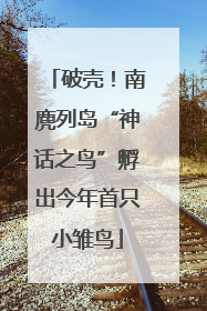 破壳！南麂列岛“神话之鸟”孵出今年首只小雏鸟
