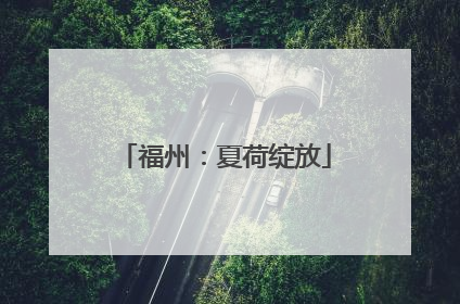 福州：夏荷绽放