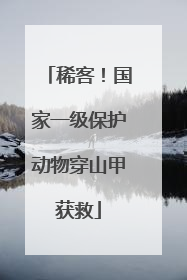稀客！国家一级保护动物穿山甲获救