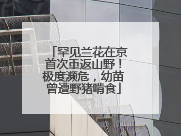 罕见兰花在京首次重返山野！极度濒危，幼苗曾遭野猪啃食