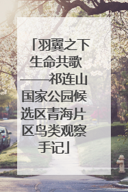 羽翼之下 生命共歌——祁连山国家公园候选区青海片区鸟类观察手记