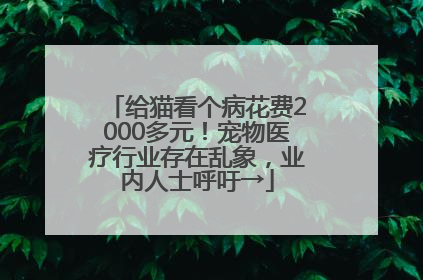 给猫看个病花费2000多元！宠物医疗行业存在乱象，业内人士呼吁→