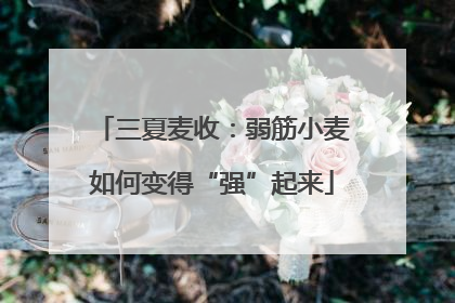 三夏麦收：弱筋小麦如何变得“强”起来