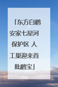 东方白鹳安家七星河保护区 人工巢迎来首批鹳宝