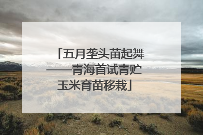 五月垄头苗起舞——青海首试青贮玉米育苗移栽