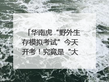 华南虎“野外生存模拟考试”今天开考！究竟是“大猫” 还是顶级猎食者？