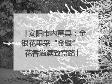 安阳市内黄县：金银花里采“金银” 花香溢满致富路