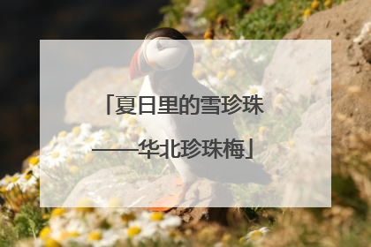 夏日里的雪珍珠——华北珍珠梅