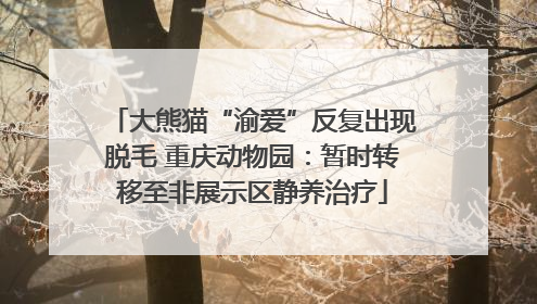 大熊猫“渝爱”反复出现脱毛 重庆动物园：暂时转移至非展示区静养治疗