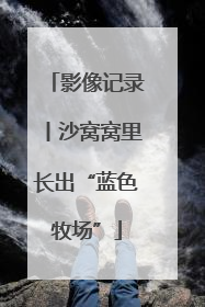 影像记录丨沙窝窝里长出“蓝色牧场”