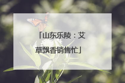 山东乐陵：艾草飘香销售忙