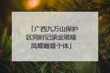 广西九万山保护区同时记录金斑喙凤蝶雌雄个体