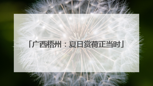 广西梧州：夏日赏荷正当时