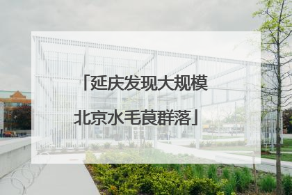 延庆发现大规模北京水毛茛群落