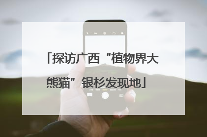 探访广西“植物界大熊猫”银杉发现地