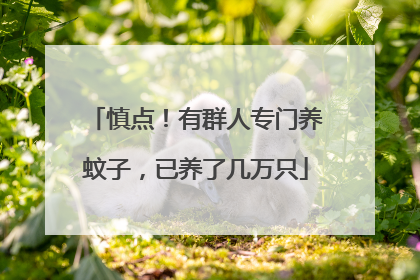 慎点！有群人专门养蚊子，已养了几万只