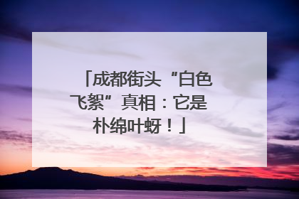 成都街头“白色飞絮”真相：它是朴绵叶蚜！