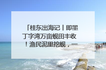 桂东出海记丨即墨丁字湾万亩蚬田丰收！渔民泥里挖蚬，一天上岸过千斤