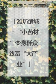 潍坊诸城：“小药材”变身群众致富“大产业”