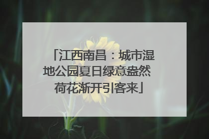 江西南昌：城市湿地公园夏日绿意盎然 荷花渐开引客来