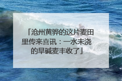 沧州黄骅的这片麦田里传来喜讯：一水未浇的旱碱麦丰收了