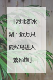 河北衡水湖：近万只夏候鸟进入繁殖期