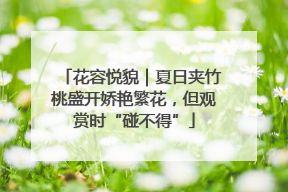 花容悦貌｜夏日夹竹桃盛开娇艳繁花，但观赏时“碰不得”