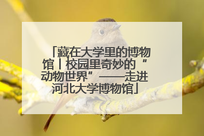 藏在大学里的博物馆丨校园里奇妙的“动物世界”——走进河北大学博物馆