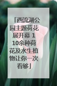 西流湖公园主题荷花展开幕 110余种荷花及水生植物让你一次看够
