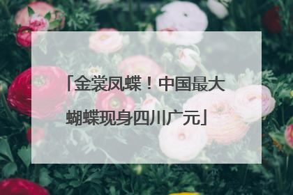 金裳凤蝶！中国最大蝴蝶现身四川广元