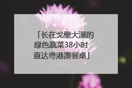 长在戈壁大漠的绿色蔬菜38小时直达粤港澳餐桌