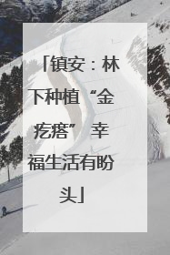 镇安：林下种植“金疙瘩” 幸福生活有盼头