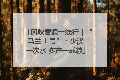 风吹麦浪一线行｜“马兰 1 号”：少浇一次水 多产一成粮