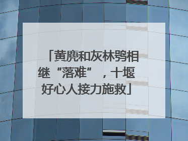 黄麂和灰林鸮相继“落难”,十堰好心人接力施救