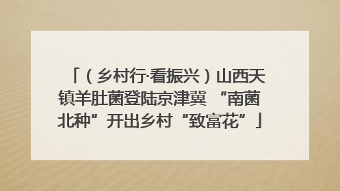 （乡村行·看振兴）山西天镇羊肚菌登陆京津冀 “南菌北种”开出乡村“致富花”