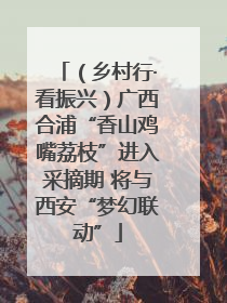 （乡村行·看振兴）广西合浦“香山鸡嘴荔枝”进入采摘期 将与西安“梦幻联动”
