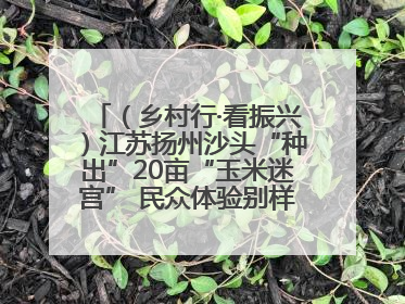 （乡村行·看振兴）江苏扬州沙头“种出”20亩“玉米迷宫” 民众体验别样“田园乐趣”
