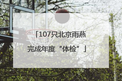 107只北京雨燕完成年度“体检”